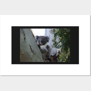 Koala - Magpie Springs - Fleurieu Peninsula - Australia Posters and Art